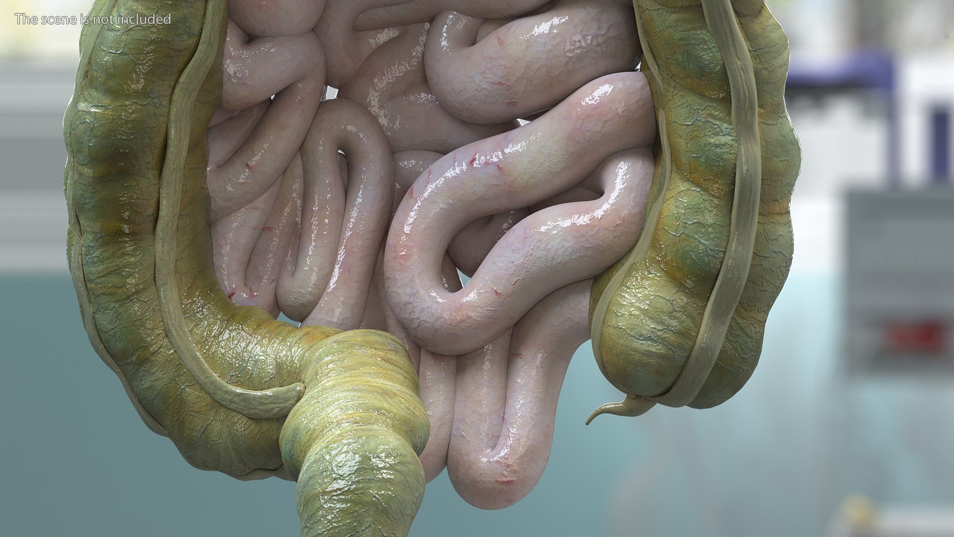 3D Boy Digestive System model https://p.turbosquid.com/ts-thumb/RS/egYx1a/MF/boydigestivesystem3dsmodel006/jpg/1639665704/1920x1080/fit_q87/eb248d5ac2d438bcd0932e2cf8b50f88a63d6560/boydigestivesystem3dsmodel006.jpg