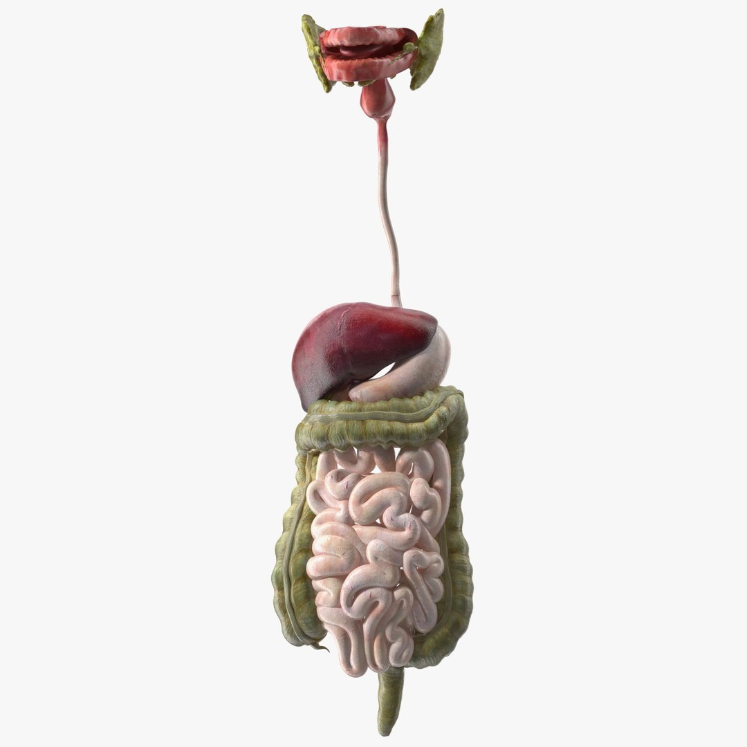 Boy Digestive System 3D model preview