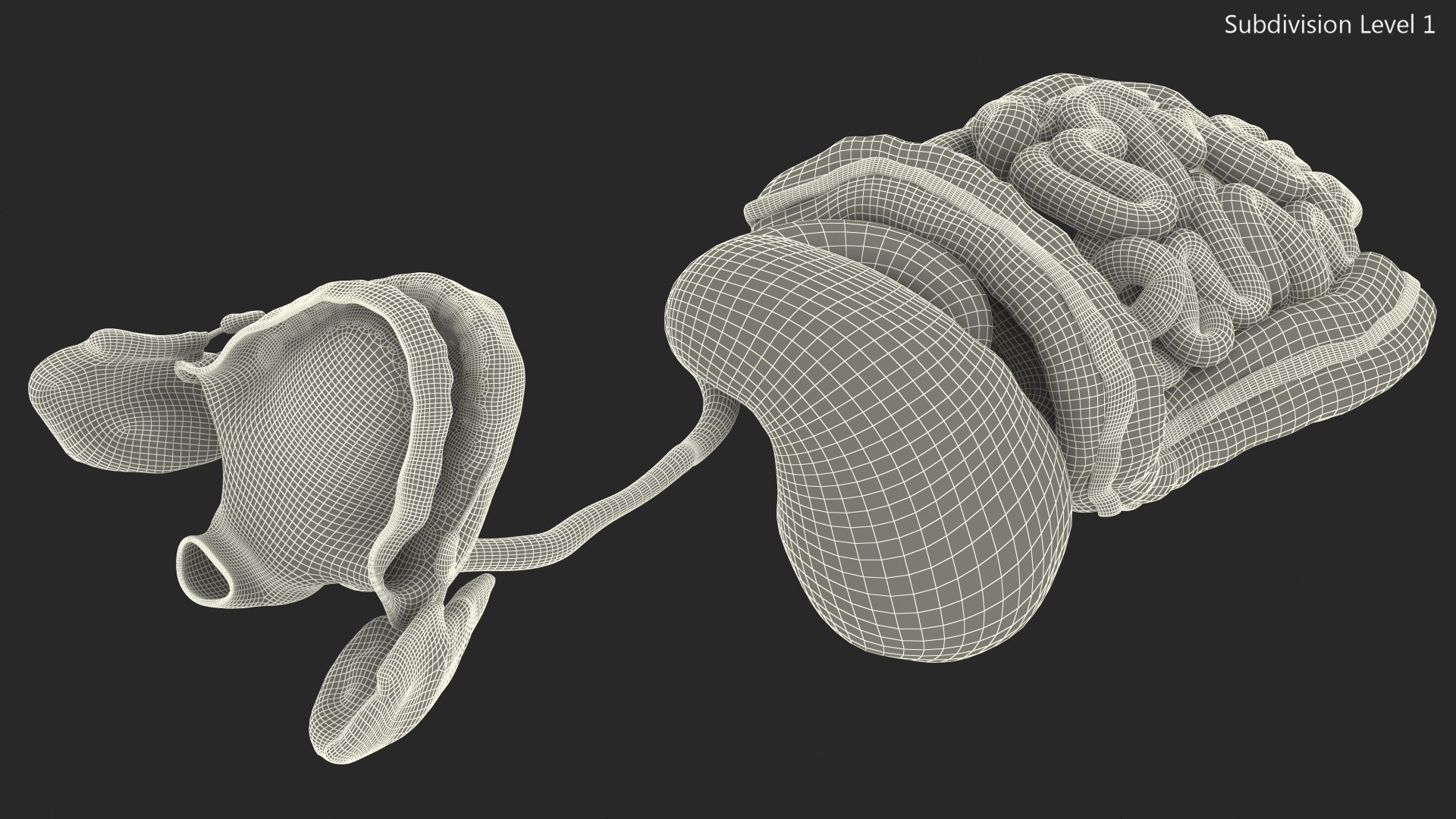 3D Boy Digestive System model https://p.turbosquid.com/ts-thumb/RS/egYx1a/Q0/boydigestivesystem3dsmodel022/jpg/1639665750/1920x1080/fit_q87/dea3b3e1b2ea9303e48df72f9965e23cd57a40ae/boydigestivesystem3dsmodel022.jpg