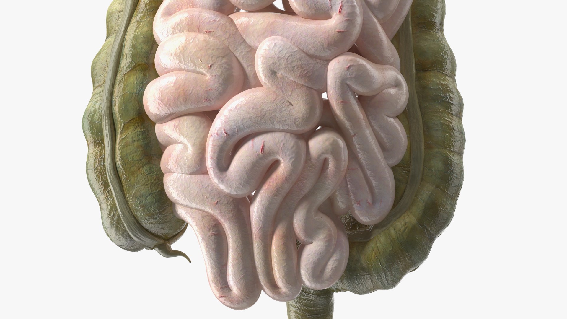 3D Boy Digestive System model https://p.turbosquid.com/ts-thumb/RS/egYx1a/Xf/boydigestivesystem3dsmodel017/jpg/1639665735/1920x1080/fit_q87/029f7fad780d503c2c3ec20d63763ec2cf51b019/boydigestivesystem3dsmodel017.jpg