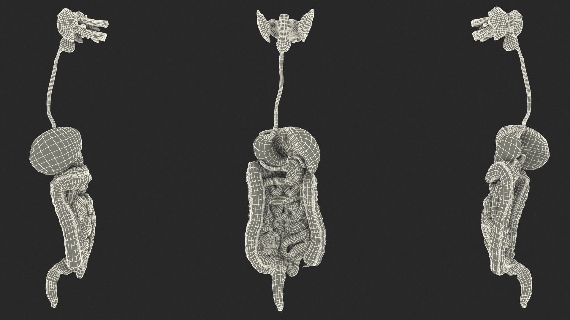 3D Boy Digestive System model https://p.turbosquid.com/ts-thumb/RS/egYx1a/eQ/boydigestivesystem3dsmodel030/jpg/1639665772/1920x1080/fit_q87/a3e09c2092596a3600771c3cb3cf5351b18dea3f/boydigestivesystem3dsmodel030.jpg