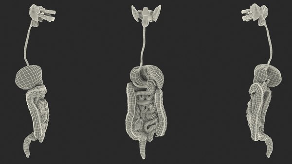 3D Boy Digestive System model - TurboSquid 1828859