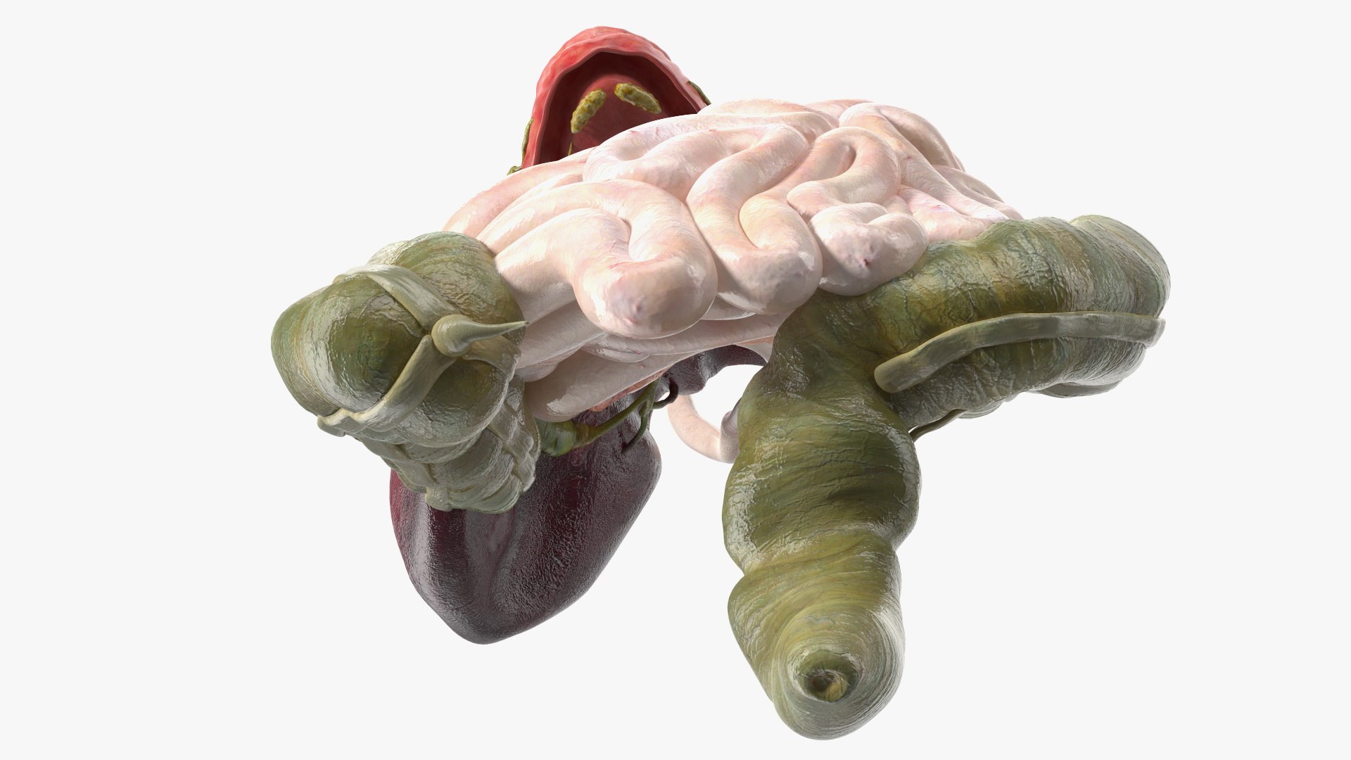 3D Boy Digestive System model https://p.turbosquid.com/ts-thumb/RS/egYx1a/nI/boydigestivesystem3dsmodel013/jpg/1639665723/1920x1080/fit_q87/c3ceefd01e9c39d16652074260905f8a4016f4e5/boydigestivesystem3dsmodel013.jpg