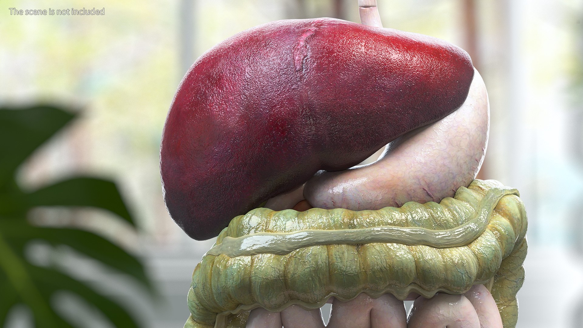 3D Boy Digestive System model https://p.turbosquid.com/ts-thumb/RS/egYx1a/oN/boydigestivesystem3dsmodel004/jpg/1639665698/1920x1080/fit_q87/89f755cd9fb198e6b59eee7848d121adfdd70670/boydigestivesystem3dsmodel004.jpg