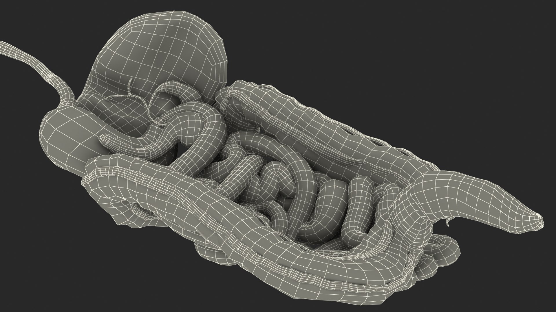 3D Boy Digestive System model https://p.turbosquid.com/ts-thumb/RS/egYx1a/pK/boydigestivesystem3dsmodel035/jpg/1639665787/1920x1080/fit_q87/85254edbe83dce3ca06e0762d1a6f8a0fb6012da/boydigestivesystem3dsmodel035.jpg