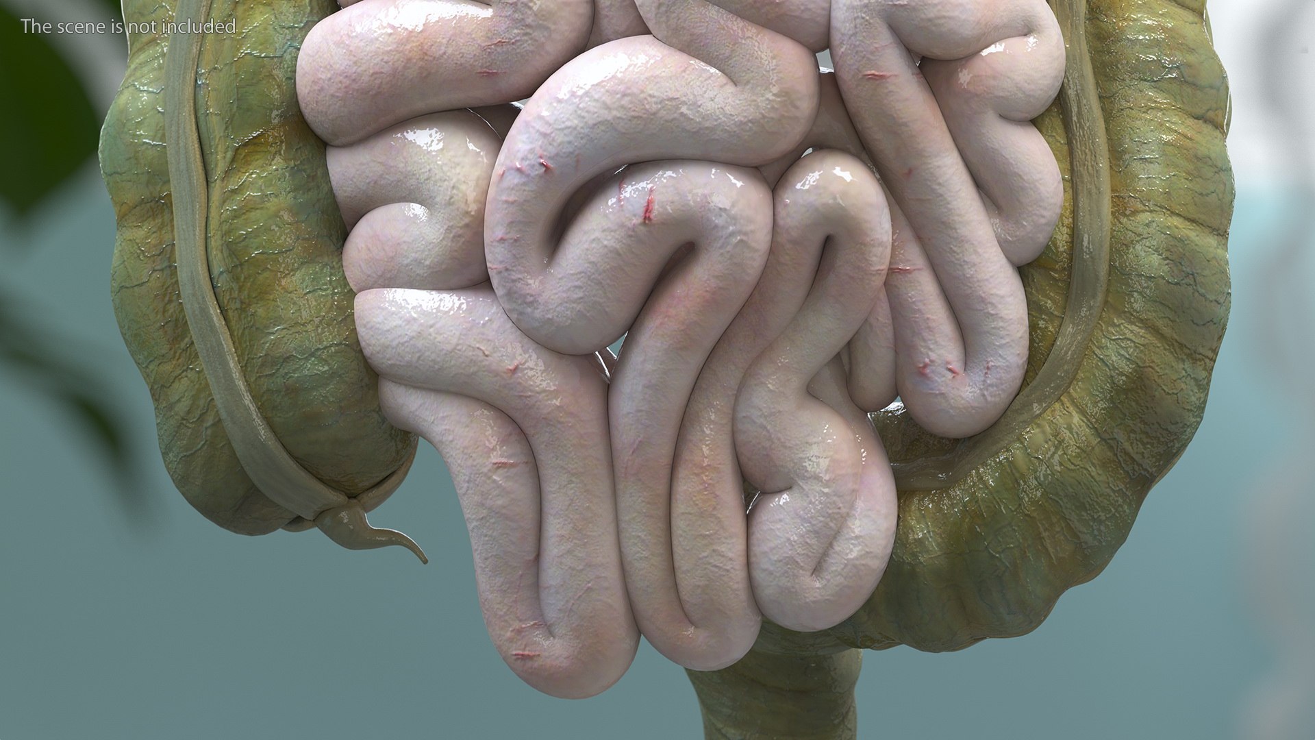 3D Boy Digestive System model https://p.turbosquid.com/ts-thumb/RS/egYx1a/tk/boydigestivesystem3dsmodel007/jpg/1639665707/1920x1080/fit_q87/99413a60d794dd54421d9d6f943cf2411876d0ef/boydigestivesystem3dsmodel007.jpg