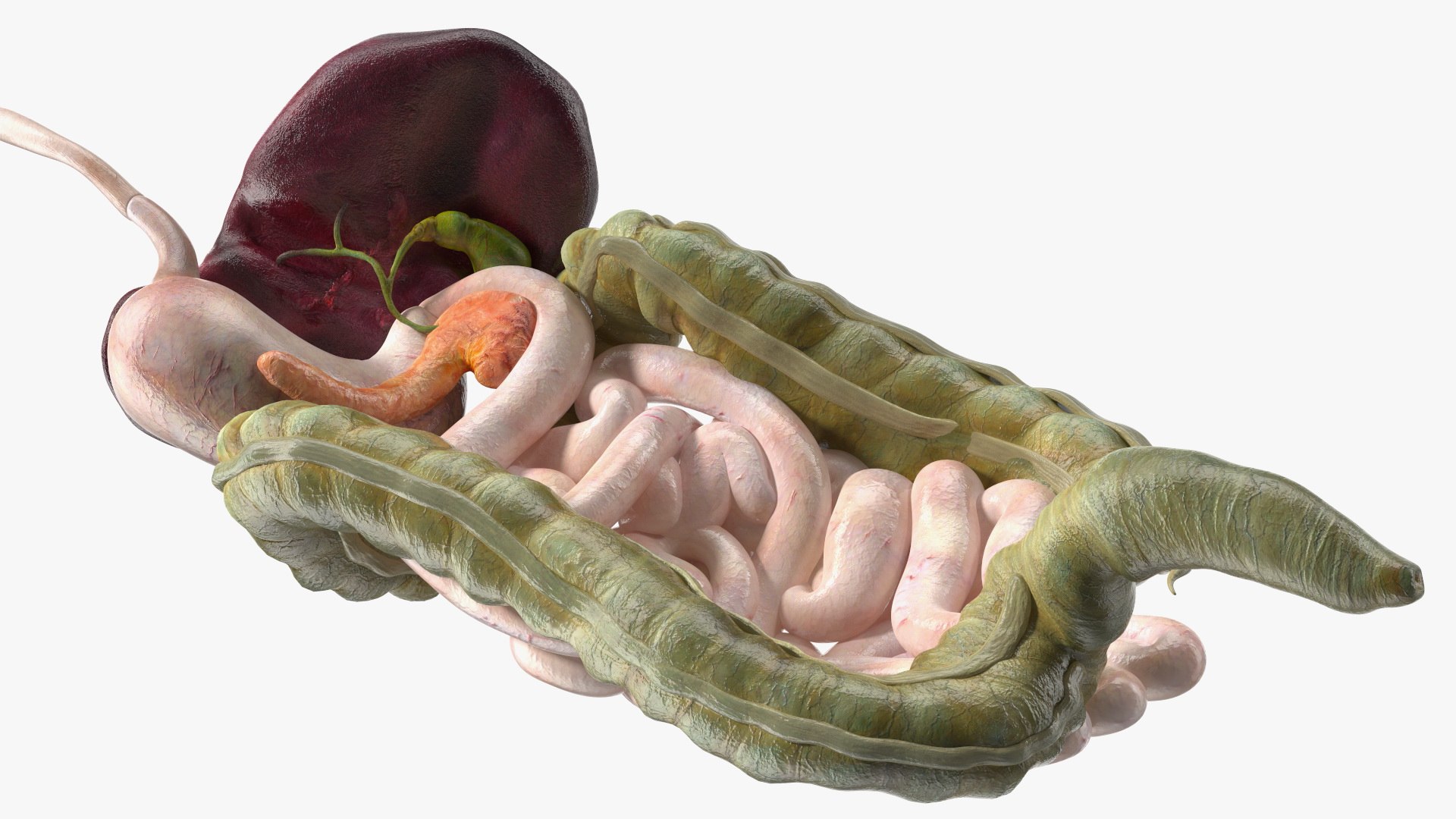 3D Boy Digestive System model https://p.turbosquid.com/ts-thumb/RS/egYx1a/vX/boydigestivesystem3dsmodel018/jpg/1639665738/1920x1080/fit_q87/cb0c590ba4008332e0c7c373f5b7d30fdafce831/boydigestivesystem3dsmodel018.jpg