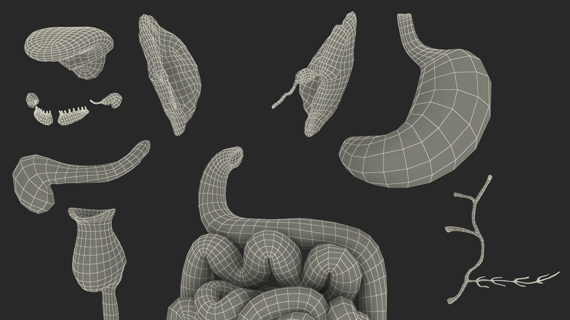 3D Boy Digestive System model https://p.turbosquid.com/ts-thumb/RS/egYx1a/vy/boydigestivesystem3dsmodel038/jpg/1639665796/1920x1080/fit_q87/7e95c818a456eead4d12de7e17129f0eeb837907/boydigestivesystem3dsmodel038.jpg