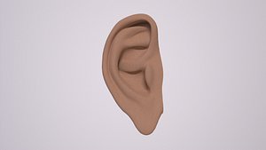 Human Ear 3D model