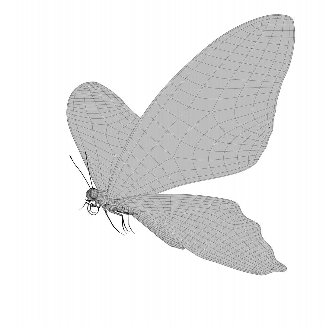 BlueButterflyAnimationC4D 3D https://p.turbosquid.com/ts-thumb/RS/pKiaDk/CI/fly_wire0000/png/1710731455/1920x1080/fit_q87/73757d5019f7c532fe640dd2eeda5578e5bbc421/fly_wire0000.jpg