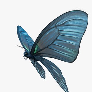 BlueButterflyAnimationC4D 3D