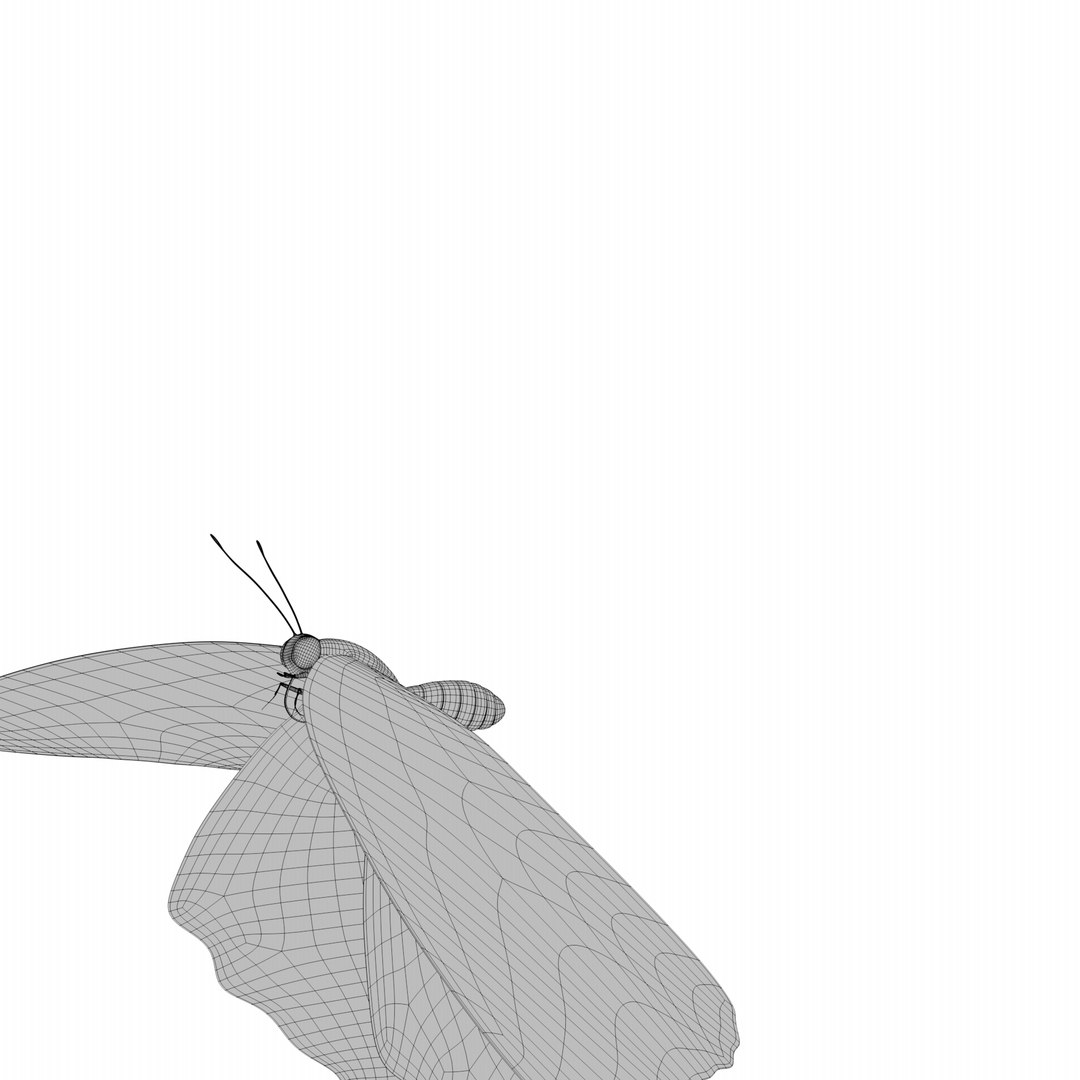 BlueButterflyAnimationC4D 3D https://p.turbosquid.com/ts-thumb/RS/pKiaDk/e0/fly_wire0004/png/1710731457/1920x1080/fit_q87/07dbc9488b0adf31e21959f671e1976283208242/fly_wire0004.jpg