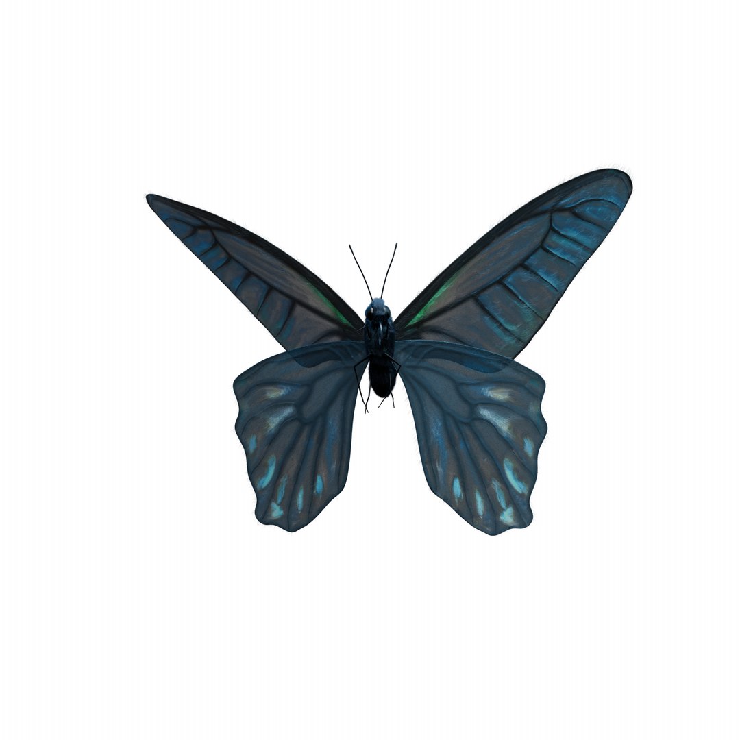 BlueButterflyAnimationC4D 3D https://p.turbosquid.com/ts-thumb/RS/pKiaDk/eG/fly0003/png/1710731472/1920x1080/fit_q87/45b9e07c22b67346545a70f0f38348098abe025f/fly0003.jpg