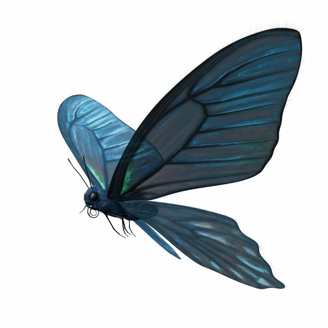 BlueButterflyAnimationC4D 3D https://p.turbosquid.com/ts-thumb/RS/pKiaDk/qo/fly/png/1710732113/1920x1080/turn_fit_q99/b95ec4b4cc38ba9d09825b10ac50733430a8ede3/fly-1.jpg
