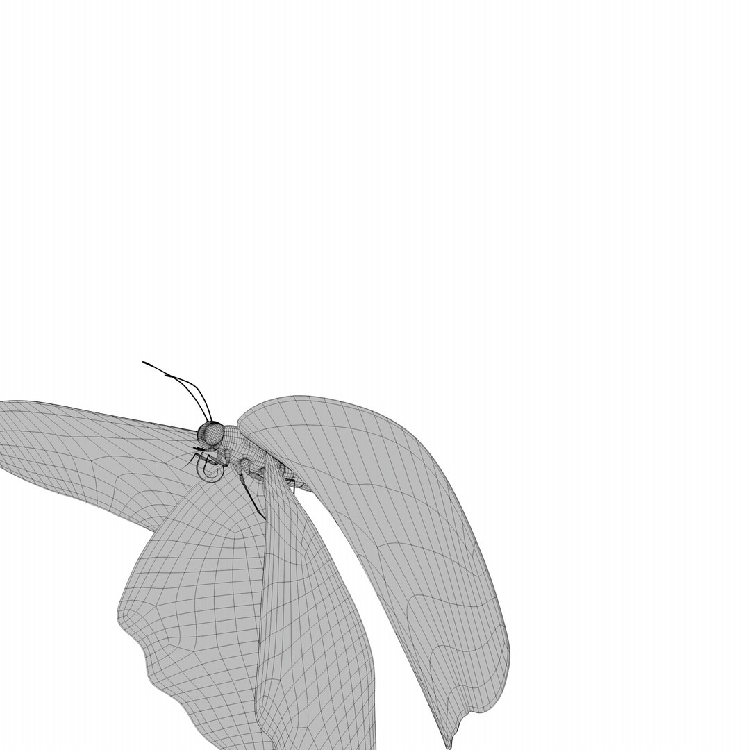 BlueButterflyAnimationC4D 3D https://p.turbosquid.com/ts-thumb/RS/pKiaDk/uM/fly_wire0023/png/1710731462/1920x1080/fit_q87/c9bddb3e75146c51195e1e40e9c1374be521ac96/fly_wire0023.jpg