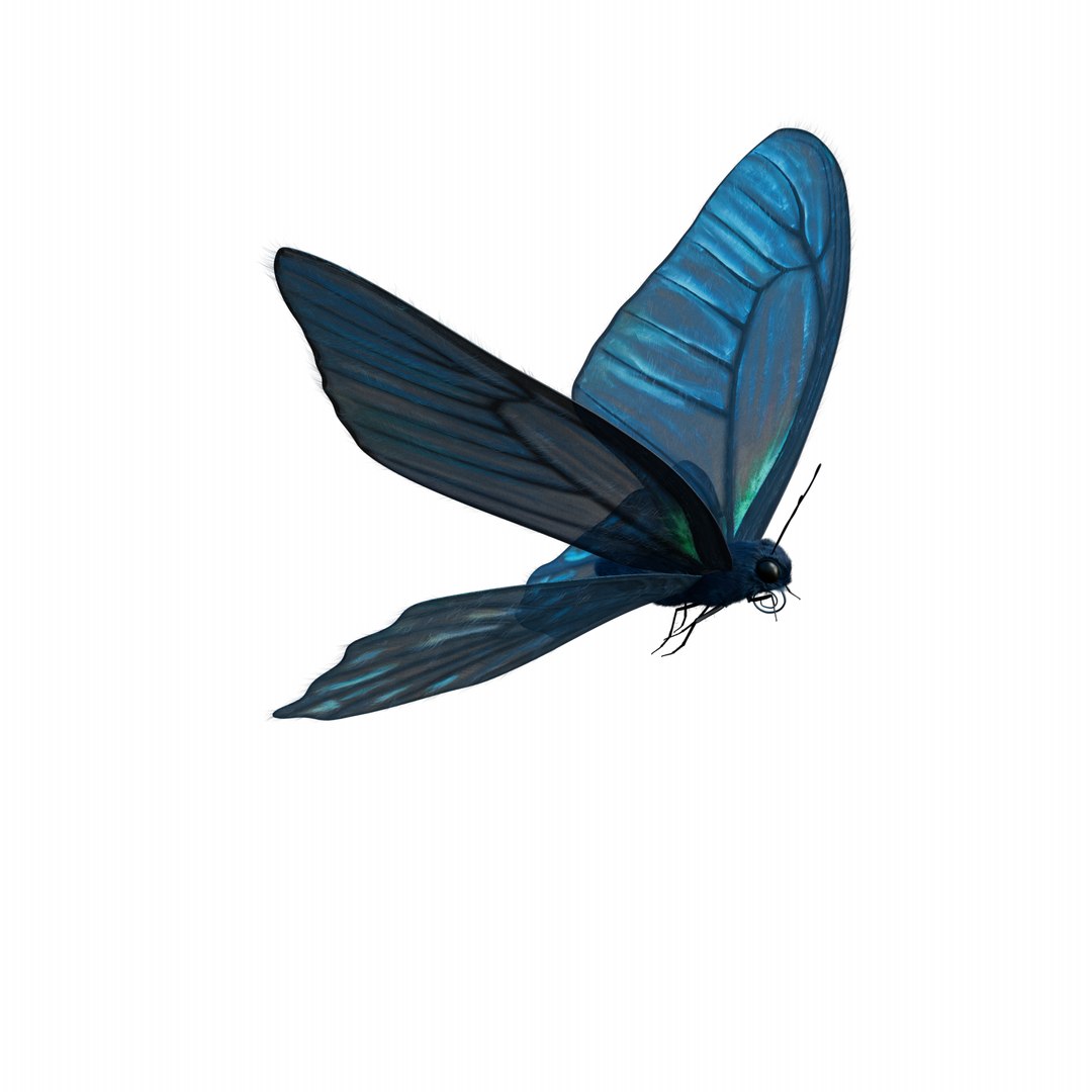 BlueButterflyAnimationC4D 3D https://p.turbosquid.com/ts-thumb/RS/pKiaDk/vD/fly0004/png/1710731475/1920x1080/fit_q87/26c56661a6191fa861ea7af769f24db15de1adbb/fly0004.jpg