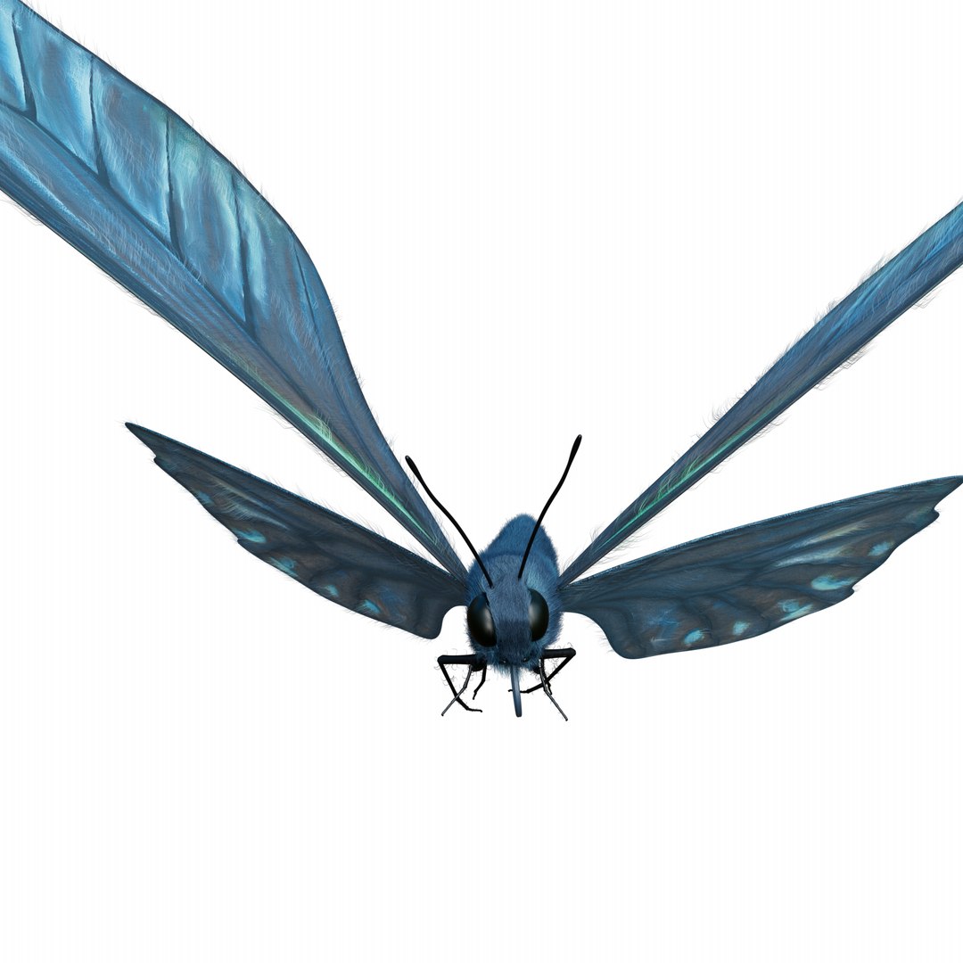 BlueButterflyAnimationC4D 3D https://p.turbosquid.com/ts-thumb/RS/pKiaDk/zr/fly0001/png/1710731477/1920x1080/fit_q87/fc567aff05995dc42ab9f62140691824607467eb/fly0001.jpg