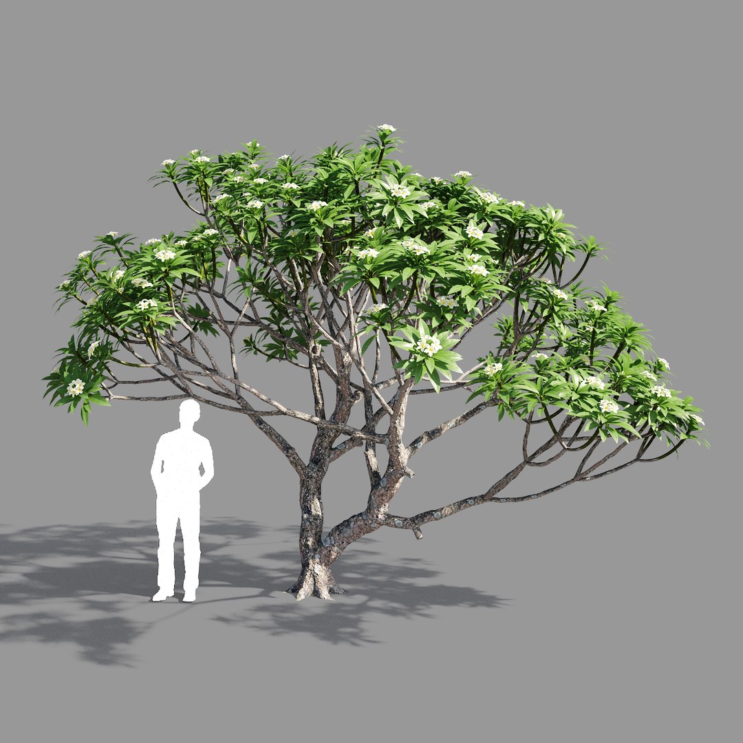 plumeria model https://p.turbosquid.com/ts-thumb/RS/qhc5wM/0RI7KN14/preview1/jpg/1590947476/1920x1080/fit_q87/7ceff59e1569622a00a264779ce1009ca27719a9/preview1.jpg