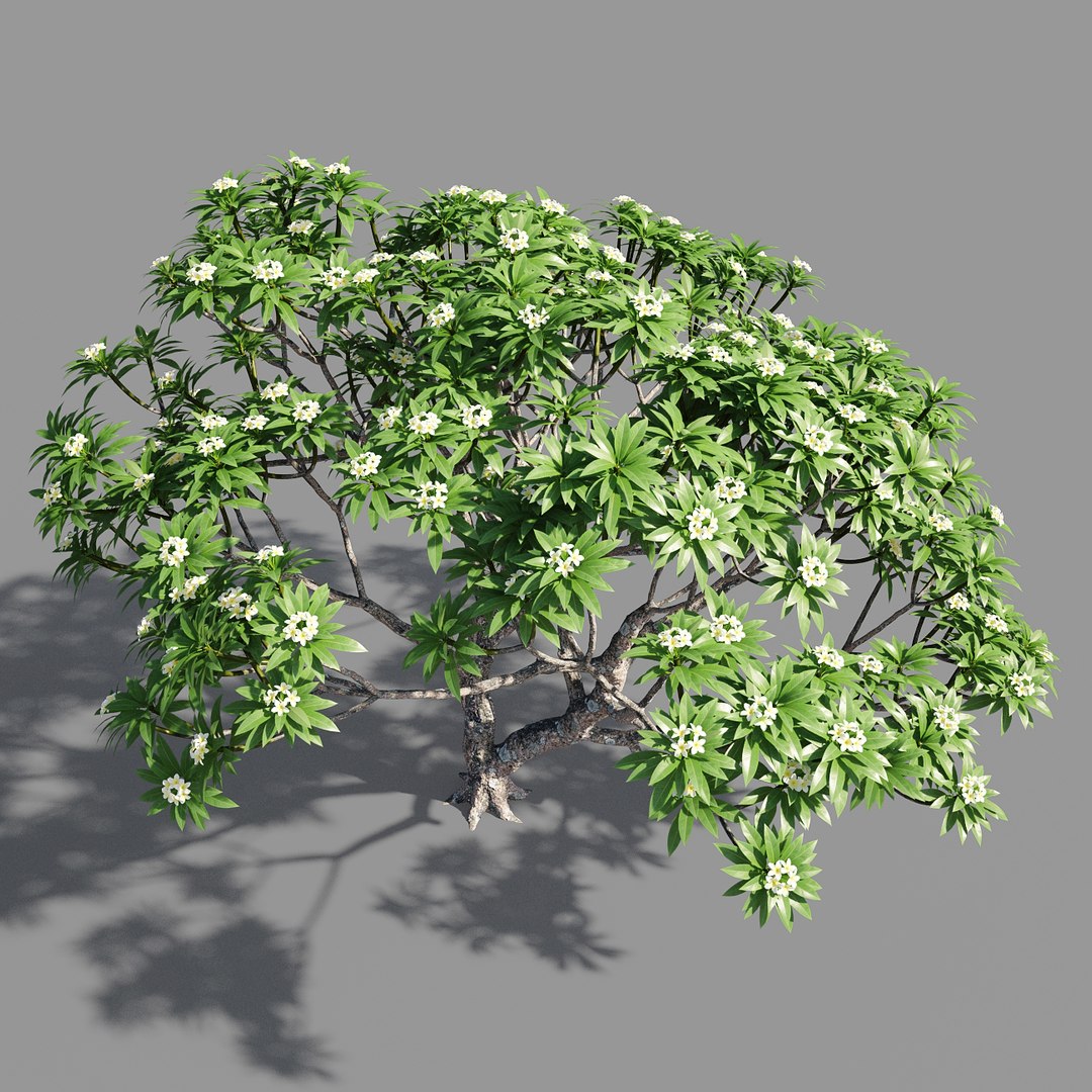 plumeria model https://p.turbosquid.com/ts-thumb/RS/qhc5wM/0RZ8LupG/preview2/jpg/1590947476/1920x1080/fit_q87/db668497f52320f2cd4939c17435404b462f200a/preview2.jpg