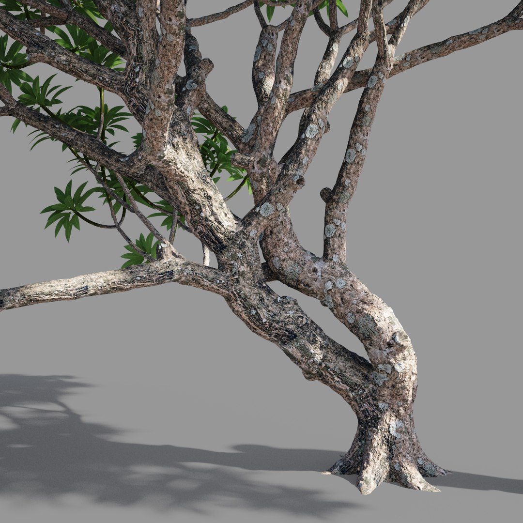 plumeria model https://p.turbosquid.com/ts-thumb/RS/qhc5wM/0vARlhO0/preview5/jpg/1590947469/1920x1080/fit_q87/f015c97788b32a290d76c0464a1e045d54943efd/preview5.jpg