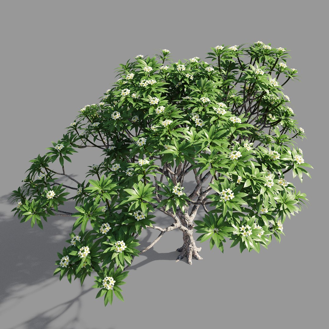 plumeria model https://p.turbosquid.com/ts-thumb/RS/qhc5wM/AlcPVRGB/preview2/jpg/1590947485/1920x1080/fit_q87/8199a1180730b7f8027cbd4e2e13b3e88447a843/preview2.jpg