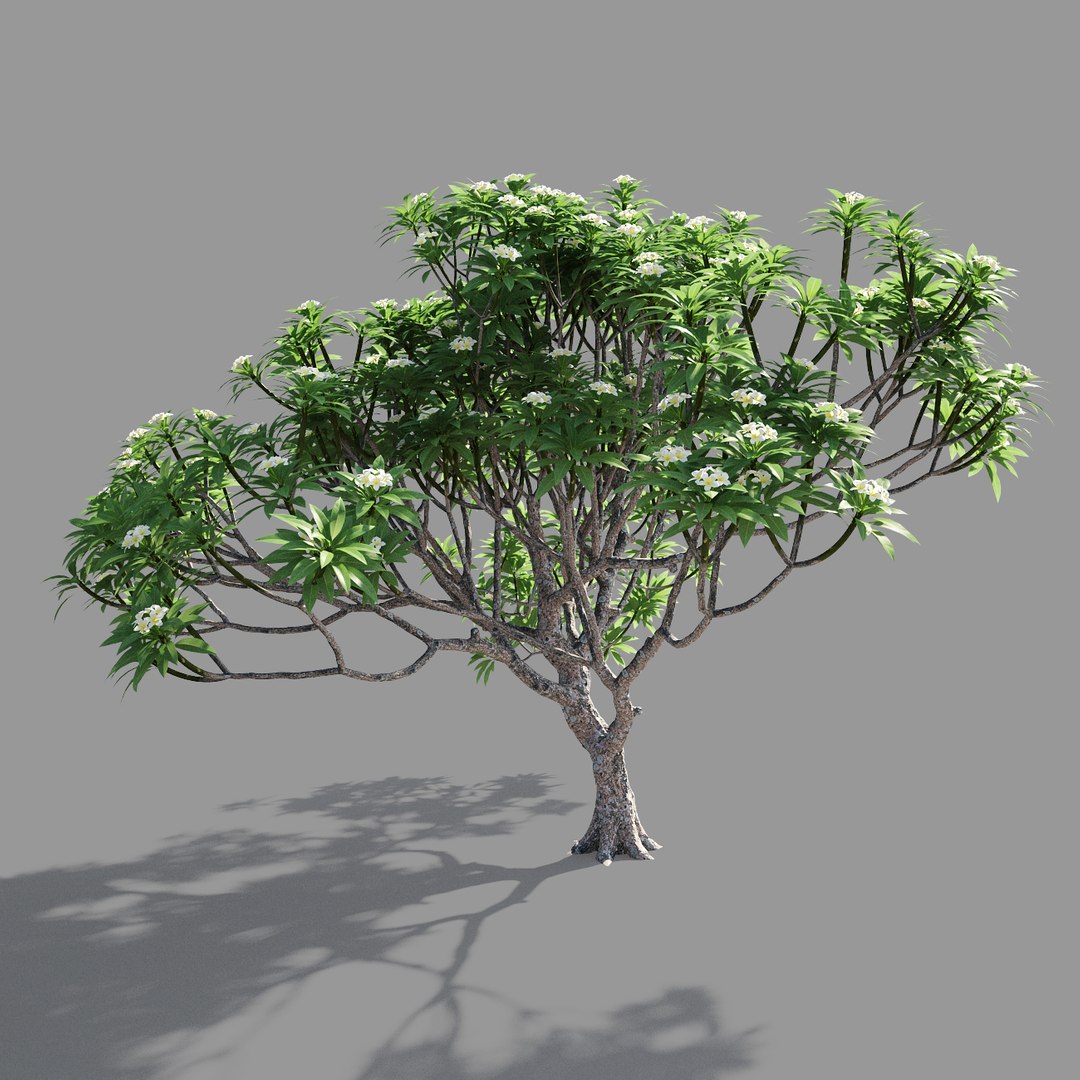 plumeria model https://p.turbosquid.com/ts-thumb/RS/qhc5wM/EaLxccOq/preview3/jpg/1590947485/1920x1080/fit_q87/75f05f7a618218bcc7e1b140106d39b1cf6b39b3/preview3.jpg