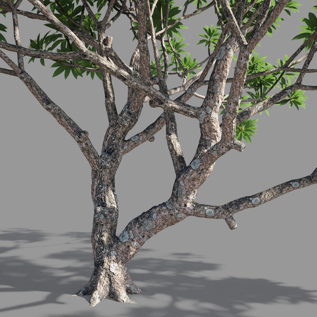 plumeria model https://p.turbosquid.com/ts-thumb/RS/qhc5wM/FMAR1oC6/preview3/jpg/1590947476/1920x1080/fit_q87/c1ed62e28bd5fa1c447042861bb4613eccc56210/preview3.jpg