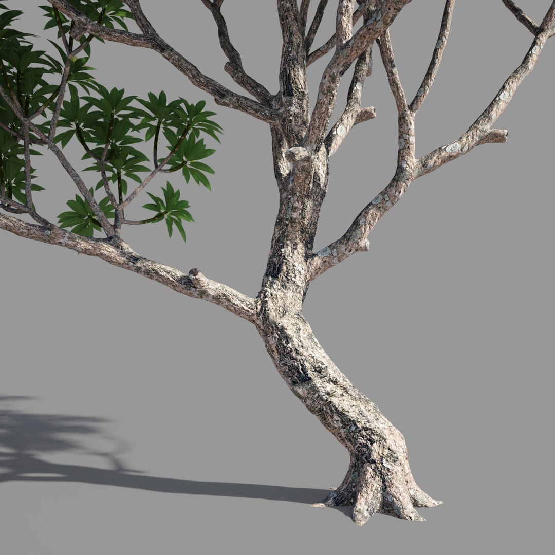 plumeria model https://p.turbosquid.com/ts-thumb/RS/qhc5wM/H5S56dGE/preview3/jpg/1590947478/1920x1080/fit_q87/e4178784a639218a262b520f8f75308ee2cdcf56/preview3.jpg
