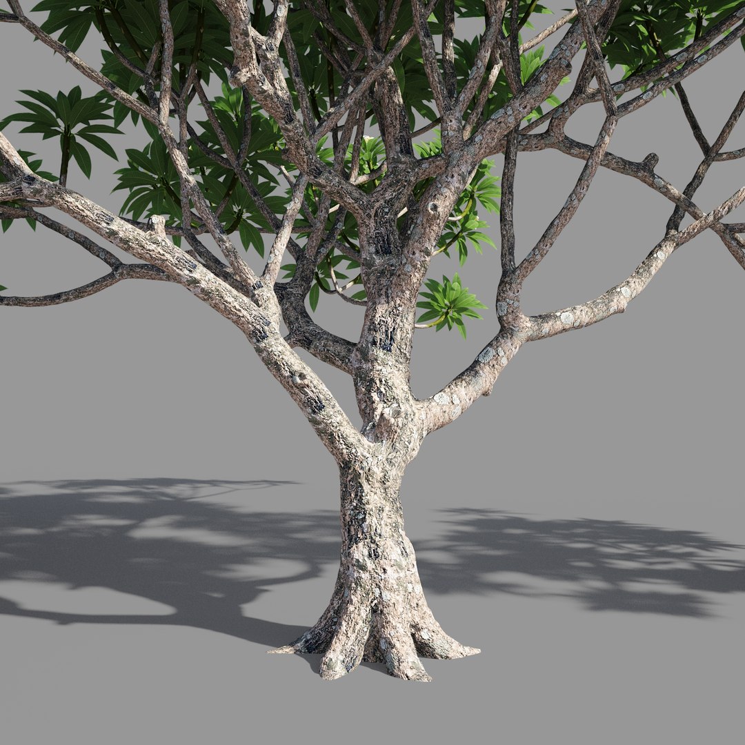 plumeria model https://p.turbosquid.com/ts-thumb/RS/qhc5wM/OQtGbEpA/preview4/jpg/1590947485/1920x1080/fit_q87/13d806dbe098bd3dbdbbc3e7374368c11aac6543/preview4.jpg