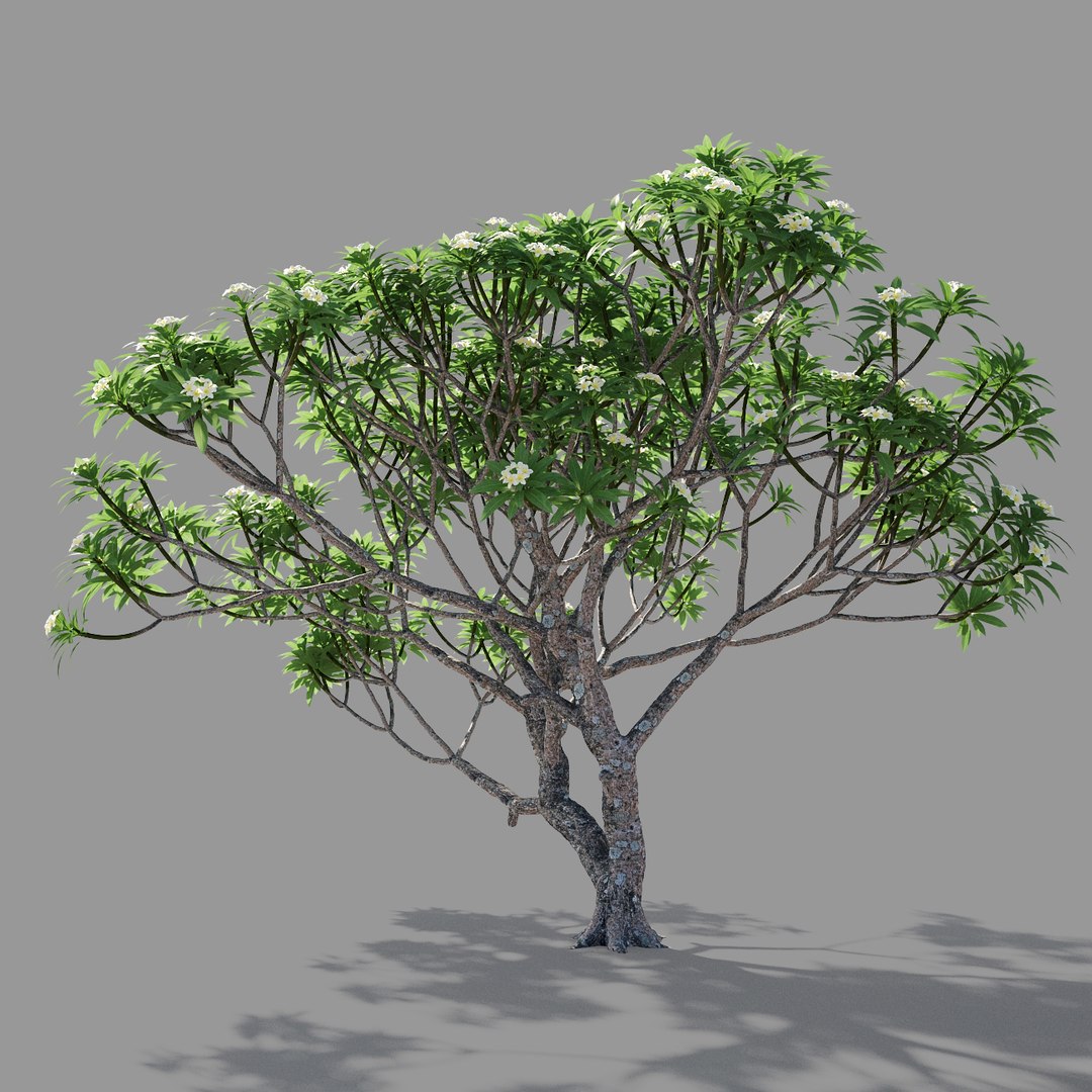 plumeria model https://p.turbosquid.com/ts-thumb/RS/qhc5wM/UFqhv1XC/preview4/jpg/1590947476/1920x1080/fit_q87/e4154d4d30f9ff0d00b617e670e07b9ca88a07a0/preview4.jpg