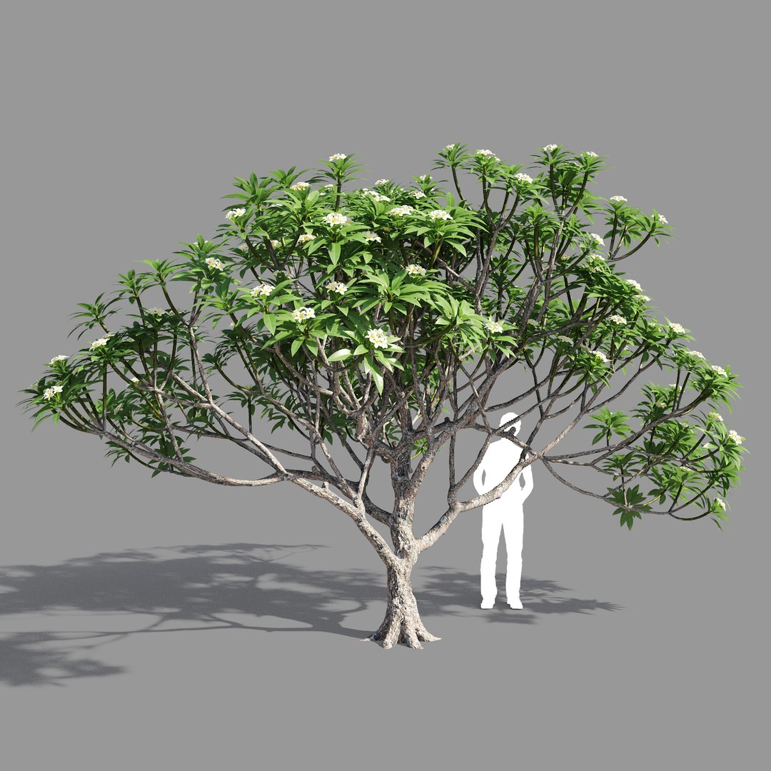 plumeria model https://p.turbosquid.com/ts-thumb/RS/qhc5wM/Y8mxdyex/preview1/jpg/1590947485/1920x1080/fit_q87/6b95f0d9b5c92c791165495d7cdd6d67c390289d/preview1.jpg
