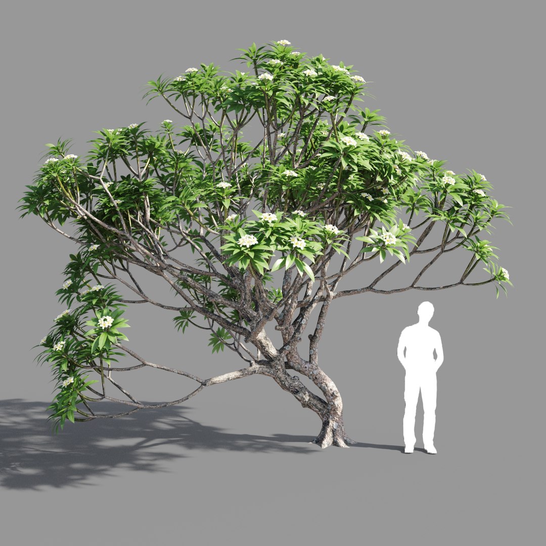 plumeria model https://p.turbosquid.com/ts-thumb/RS/qhc5wM/adVq2RSR/preview1/jpg/1590947469/1920x1080/fit_q87/5991a6f8e63ecd5804d14da5ff02179cfa961142/preview1.jpg