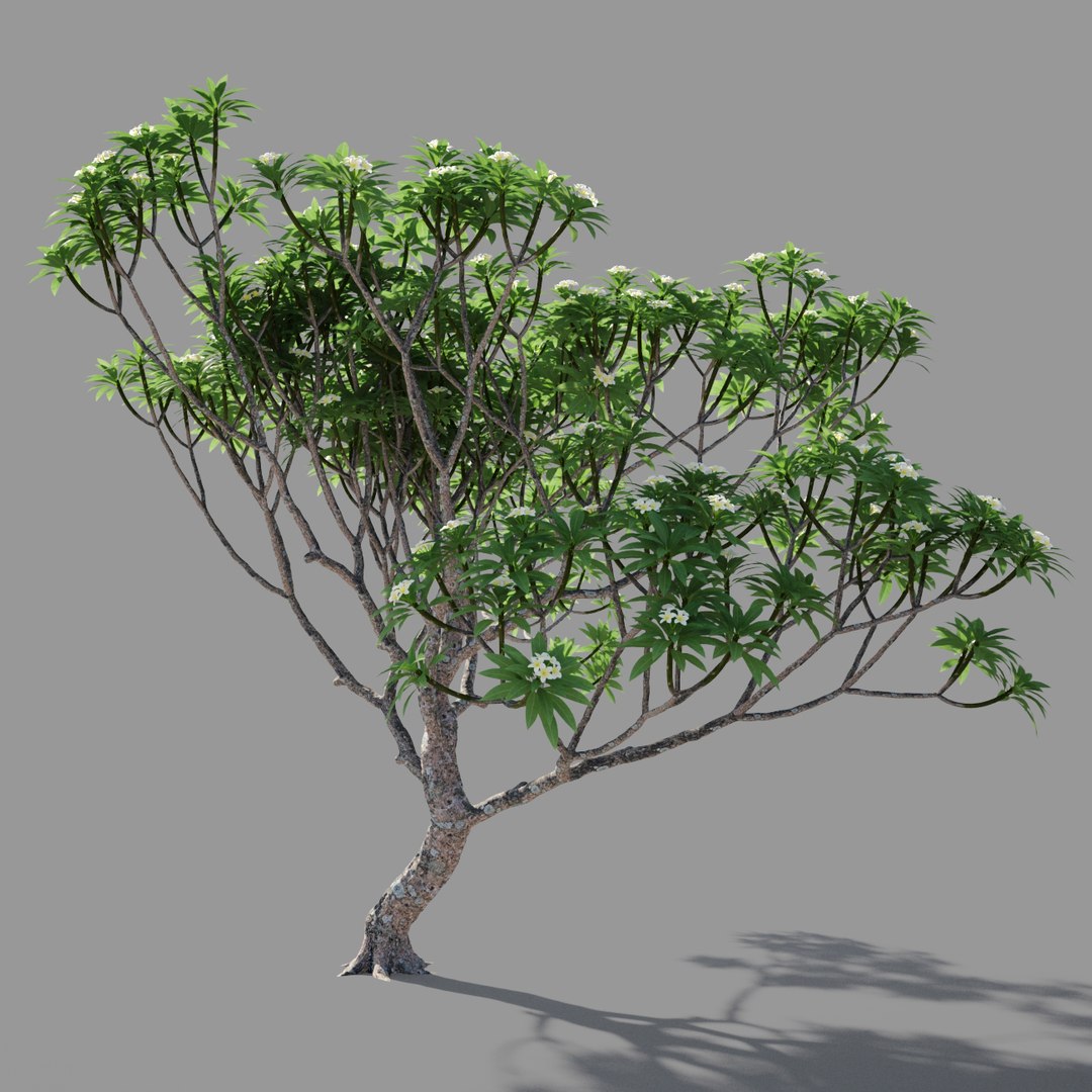 plumeria model https://p.turbosquid.com/ts-thumb/RS/qhc5wM/h3Qsnn8S/preview4/jpg/1590947478/1920x1080/fit_q87/bc4466e3c5b23e2837ea1005c966431bd0071245/preview4.jpg