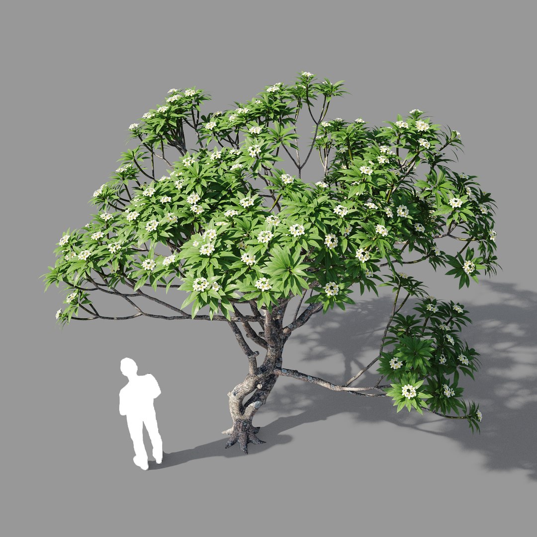 plumeria model https://p.turbosquid.com/ts-thumb/RS/qhc5wM/kgRwV1oT/preview2/jpg/1590947469/1920x1080/fit_q87/ba5f438d21fbf5fe2f2a0edeed29fe927afc2167/preview2.jpg