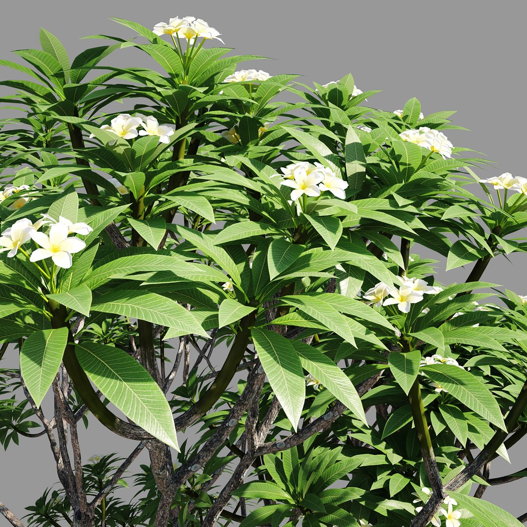 plumeria model https://p.turbosquid.com/ts-thumb/RS/qhc5wM/mU5Ber0c/preview4/jpg/1590947469/1920x1080/fit_q87/08a9763cc64fef82d38c49ef9b58ea4bda3fb510/preview4.jpg
