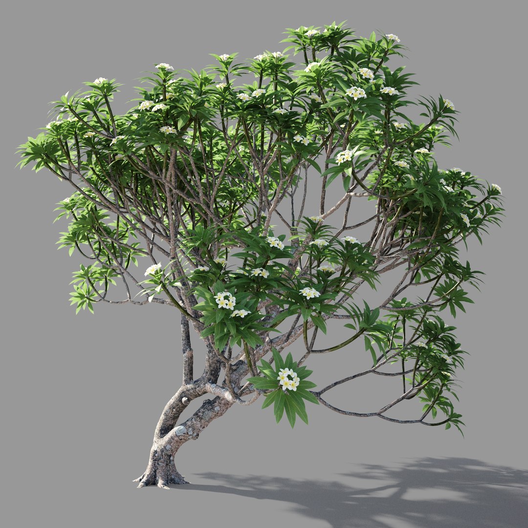 plumeria model https://p.turbosquid.com/ts-thumb/RS/qhc5wM/oEUzYULz/preview3/jpg/1590947469/1920x1080/fit_q87/36f32e771293dcefbb6e440b84afb89daf41a6d9/preview3.jpg