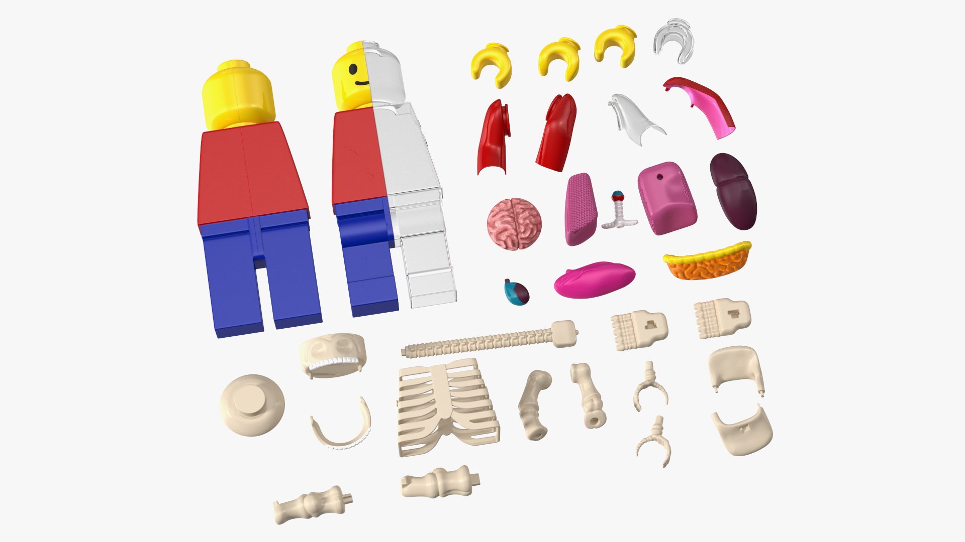Anatomical LEGO Man Details 3D model preview