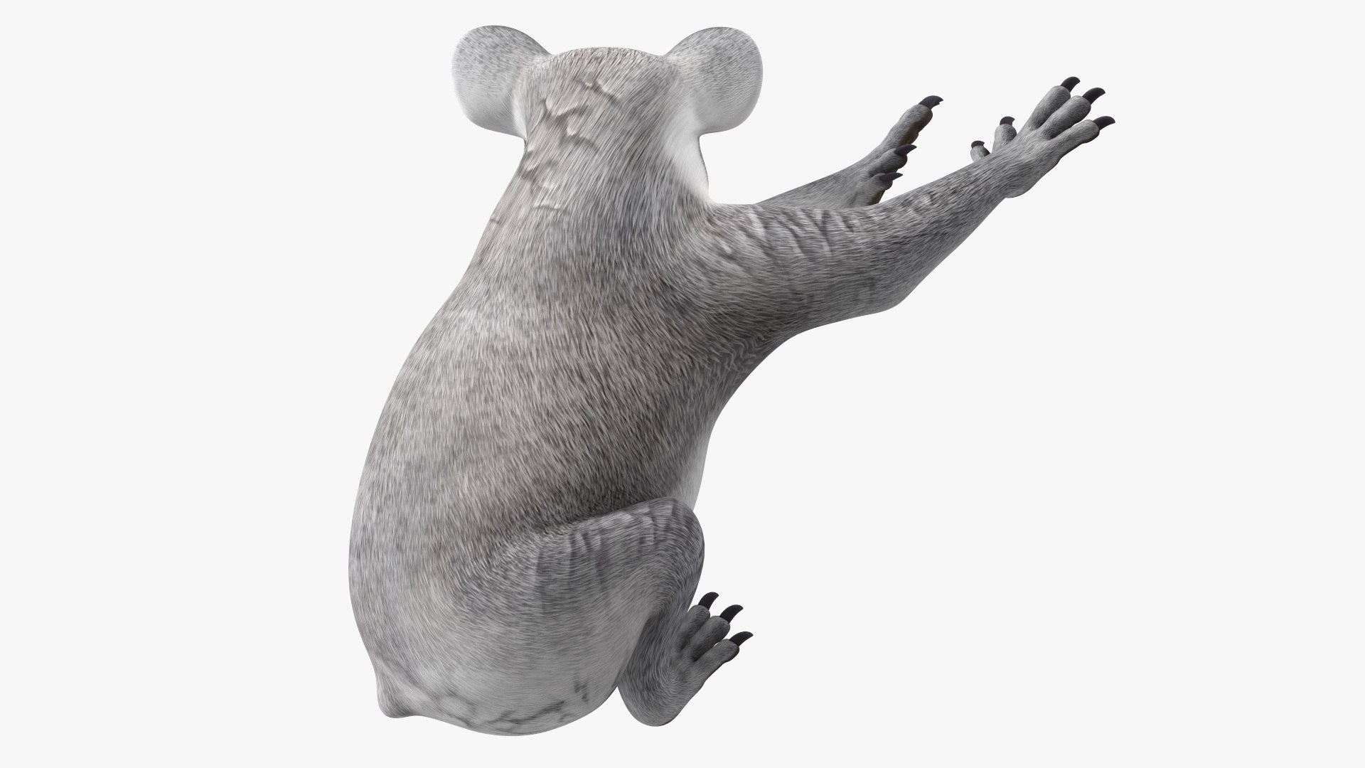 Australian Koala Rigged 3D https://p.turbosquid.com/ts-thumb/RT/9bPmhJ/K4/australiankoalarigged3dmodel034/jpg/1703676575/1920x1080/fit_q87/edcba17aacfa4dc9c420c4232ce7a7ed93f76842/australiankoalarigged3dmodel034.jpg