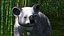 Australian Koala Rigged