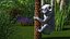 Australian Koala Rigged