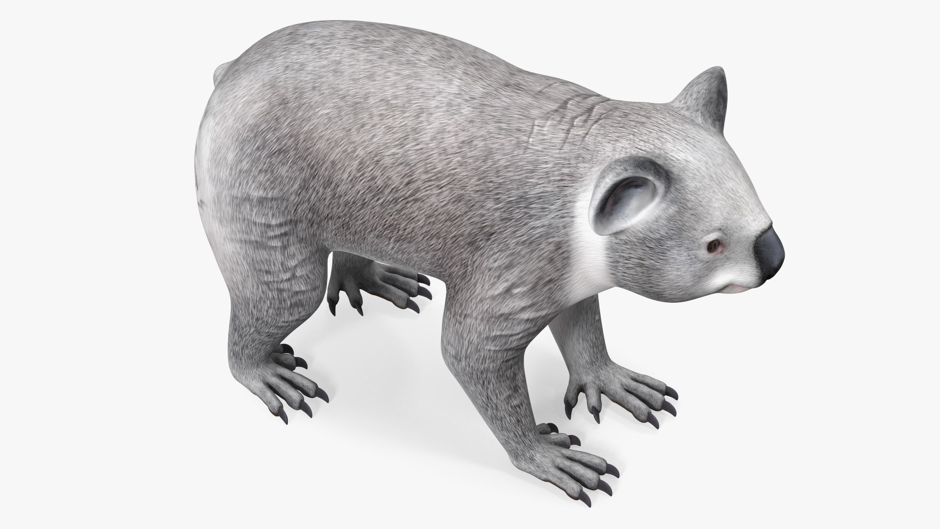 Australian Koala Rigged 3D https://p.turbosquid.com/ts-thumb/RT/9bPmhJ/T4/australiankoalarigged3dmodel025/jpg/1703676533/1920x1080/fit_q87/d8cdafb98292e97a22daf4ff5171998521497694/australiankoalarigged3dmodel025.jpg