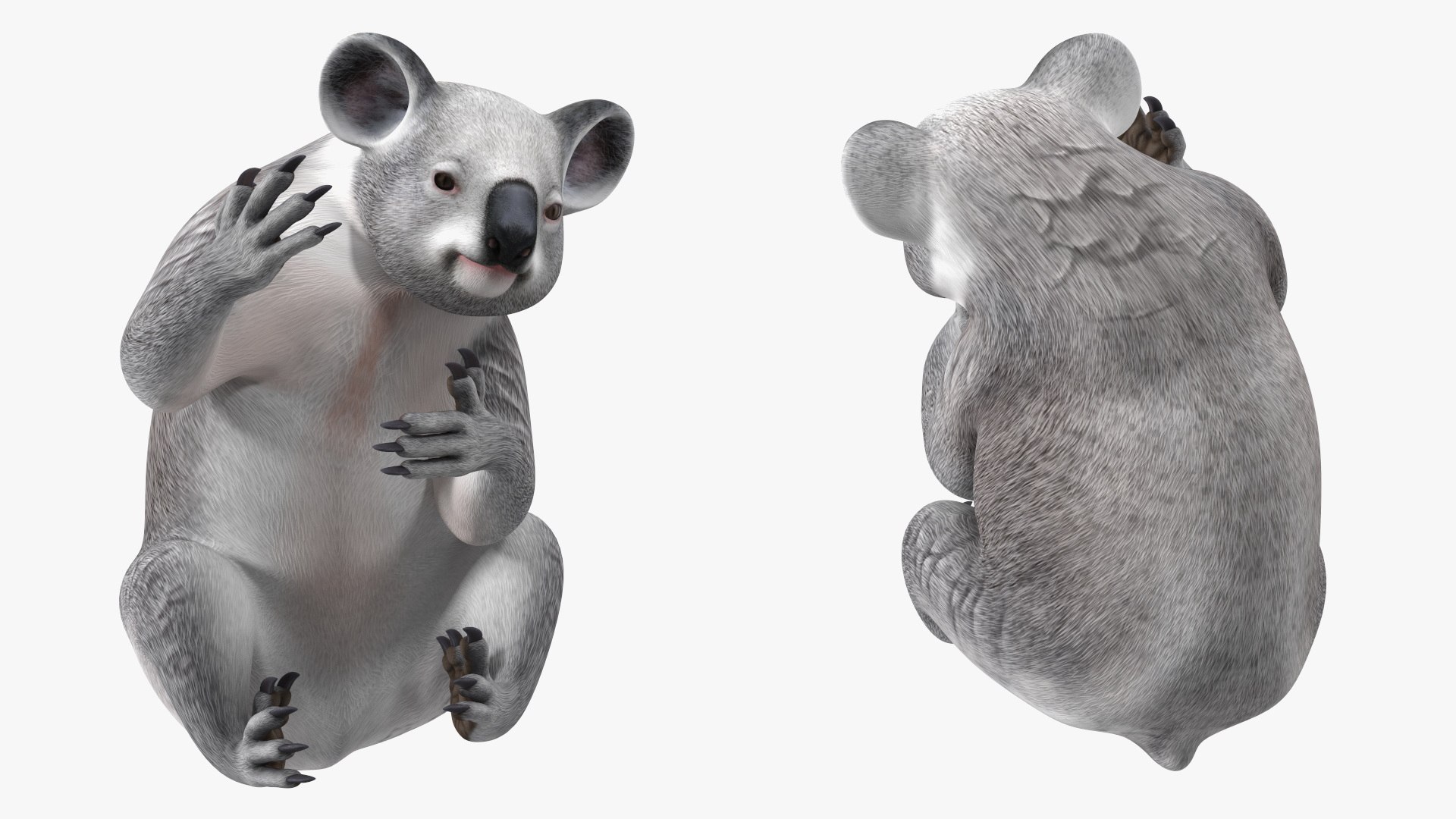 Australian Koala Rigged 3D https://p.turbosquid.com/ts-thumb/RT/9bPmhJ/V1/australiankoalarigged3dmodel027/jpg/1703676541/1920x1080/fit_q87/385c59b6c77755ea3513d46401b2158f66fa7caa/australiankoalarigged3dmodel027.jpg