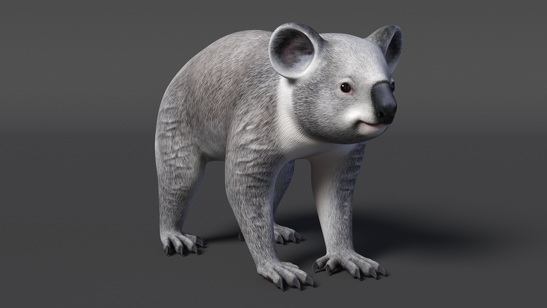 Australian Koala Rigged 3D https://p.turbosquid.com/ts-thumb/RT/9bPmhJ/iA/australiankoalarigged3dmodel021/jpg/1703676517/1920x1080/fit_q87/3cd81c3c7268707c833f9f103983ff15f5ec89d2/australiankoalarigged3dmodel021.jpg