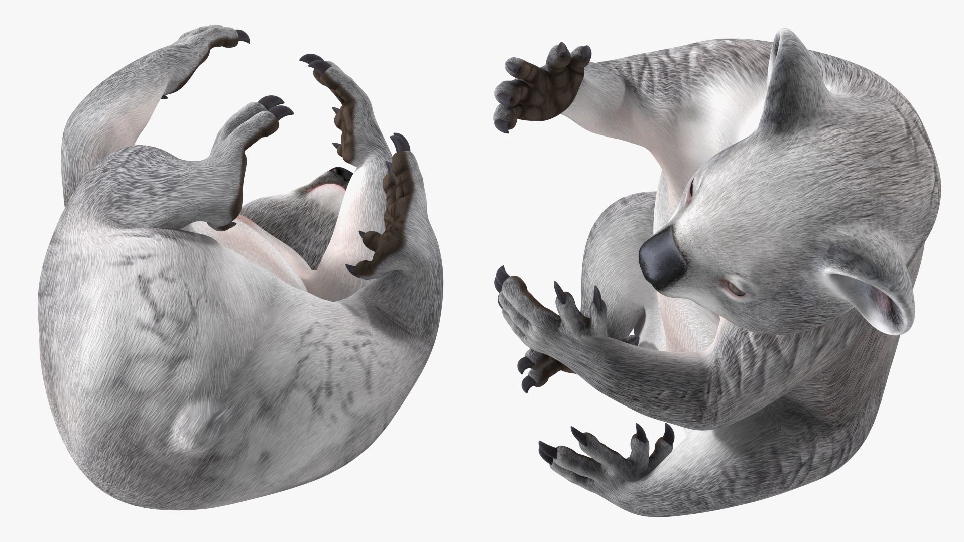 Australian Koala Rigged 3D https://p.turbosquid.com/ts-thumb/RT/9bPmhJ/jC/australiankoalarigged3dmodel029/jpg/1703676552/1920x1080/fit_q87/cfbebeb36660a2f87579b407e4e0704047e39296/australiankoalarigged3dmodel029.jpg
