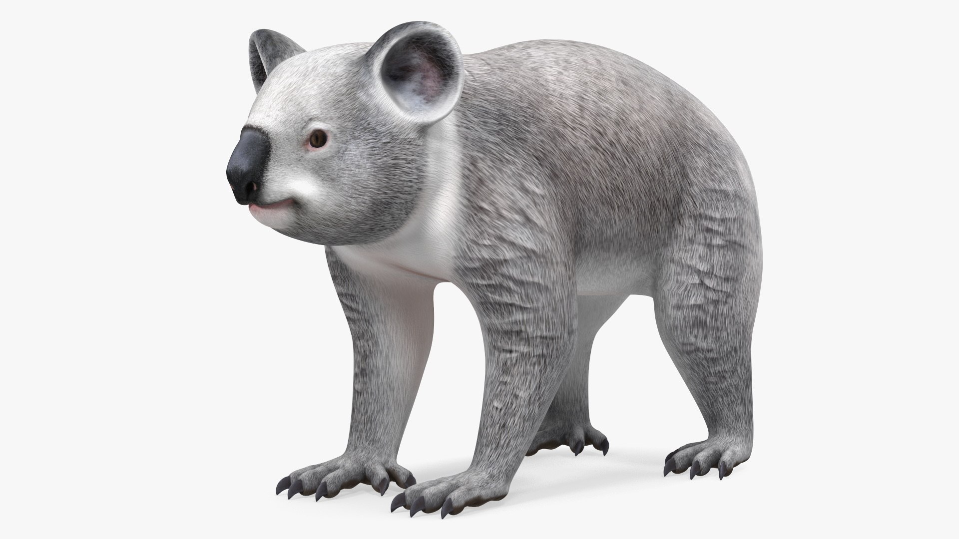 Australian Koala Rigged 3D model preview