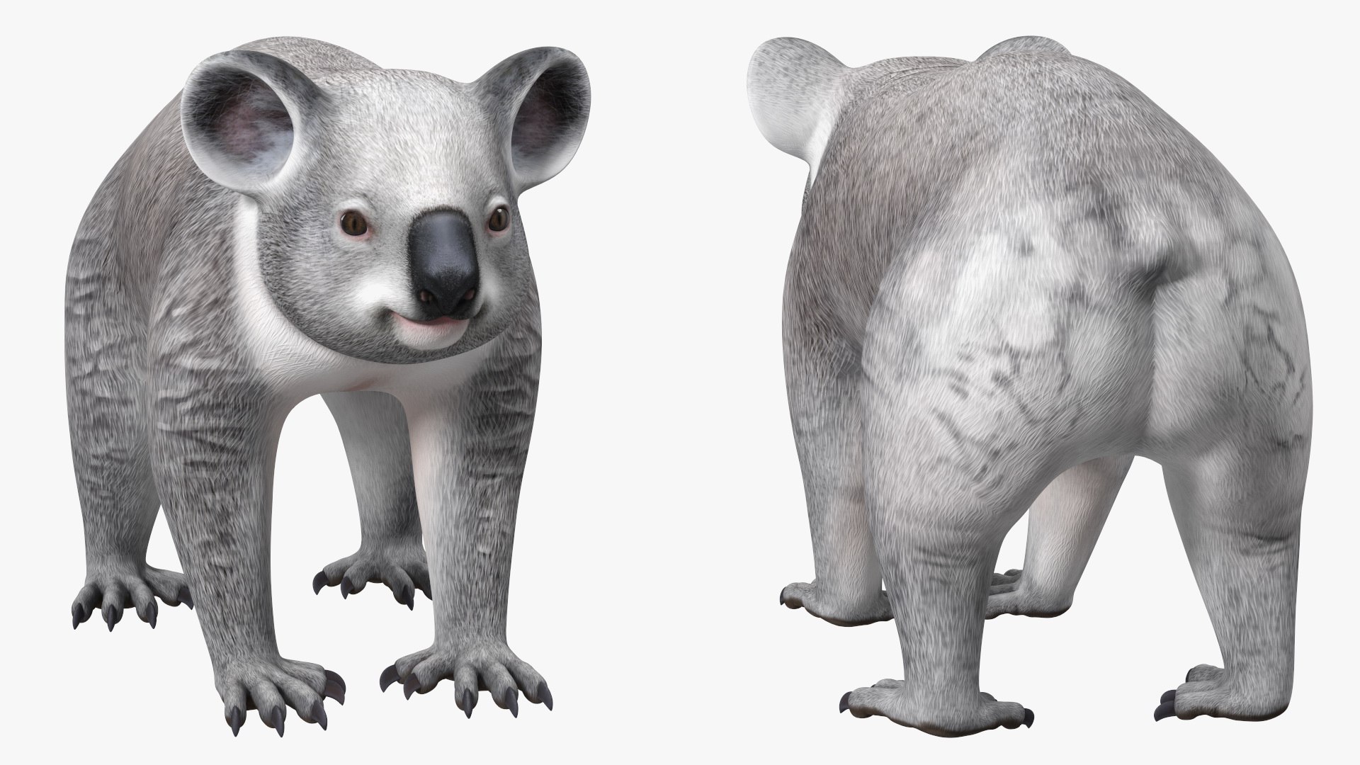 Australian Koala Rigged 3D https://p.turbosquid.com/ts-thumb/RT/9bPmhJ/rw/australiankoalarigged3dmodel023/jpg/1703676525/1920x1080/fit_q87/dd02421516294d3f39547c9acc13e1abf3844e5c/australiankoalarigged3dmodel023.jpg