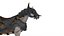 caballo guerrero
