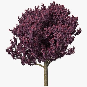 3dsmax purple leaf plum tree