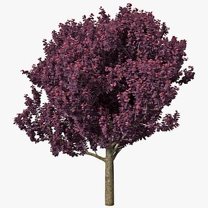 Purple Leaf Plum Tree