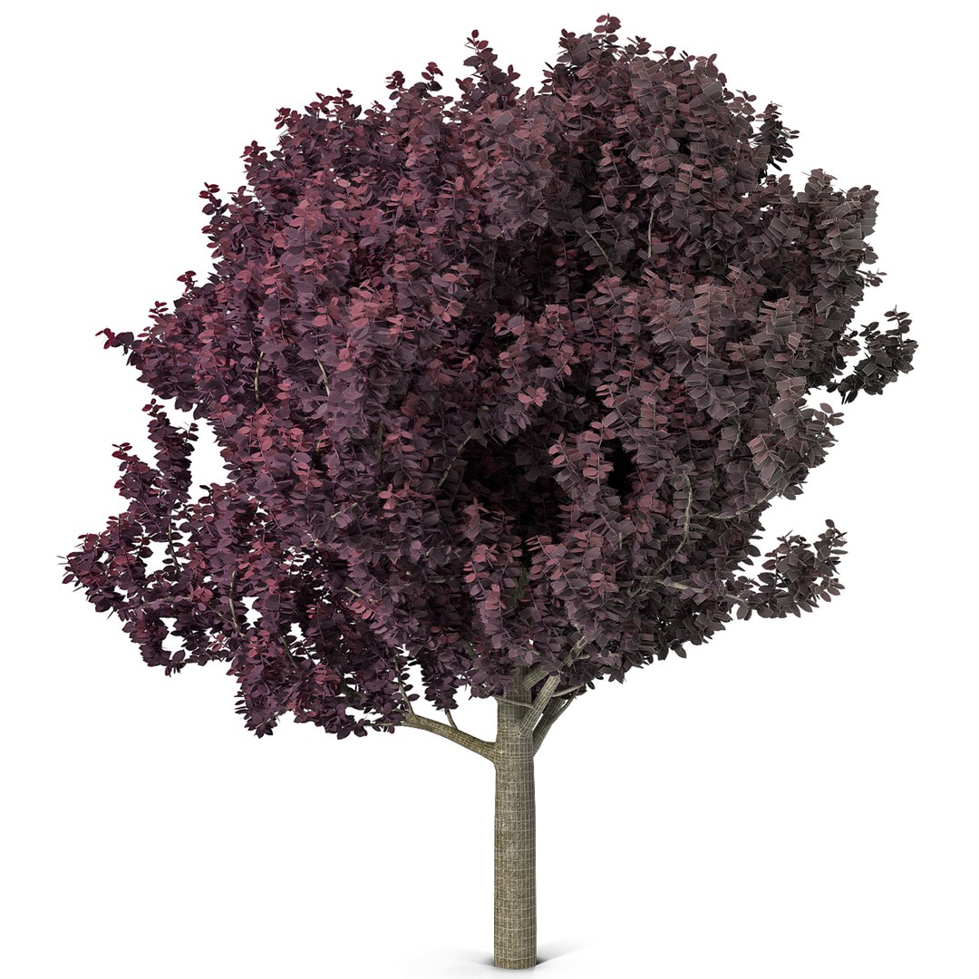 3dsmax purple leaf plum tree